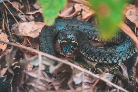 Snake in the forest Large Stock Photos
