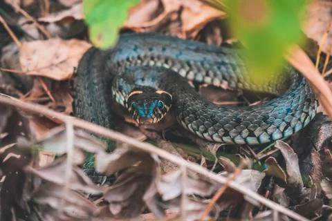 Snake in the forest Large Stock Photos