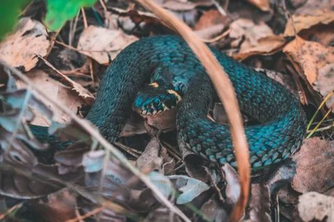 Snake in the forest Large Stock Photos