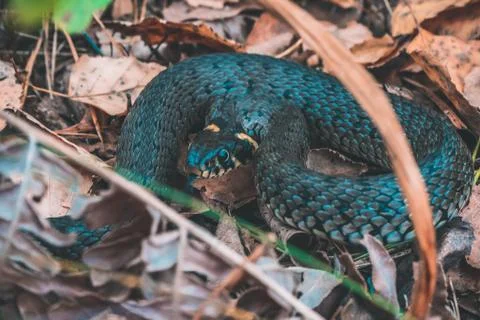 Snake in the forest Large Stock Photos