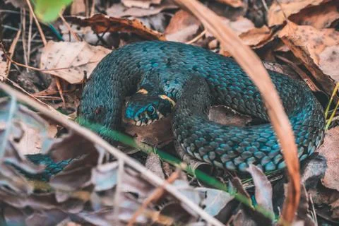 Snake in the forest Large Stock Photos