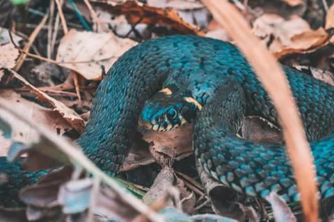 Snake in the forest Large Foto stock