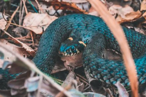 Snake in the forest Large Stock-Fotos