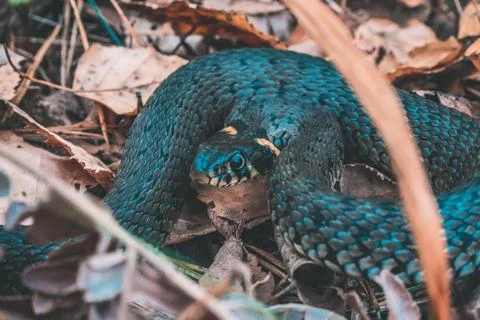 Snake in the forest Large Stock-Fotos