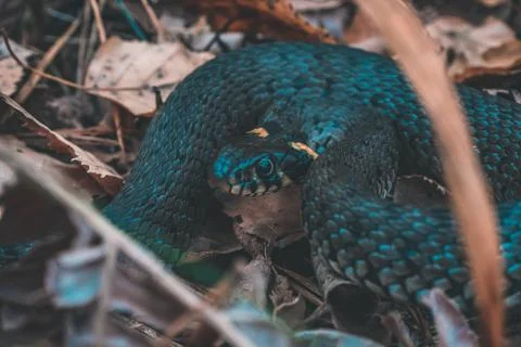 Snake in the forest Large Фото