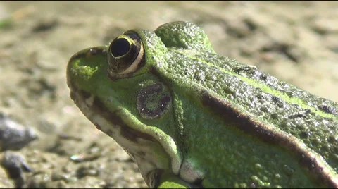 The snake , the frog 스톡 동영상 39787211