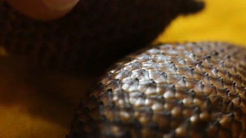 Snake fruit Salak extremely close-up, real time, contains people Stock Footage 108653346