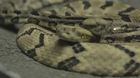 Snake glides onto another coiled snake and watches Stock Footage 24632812