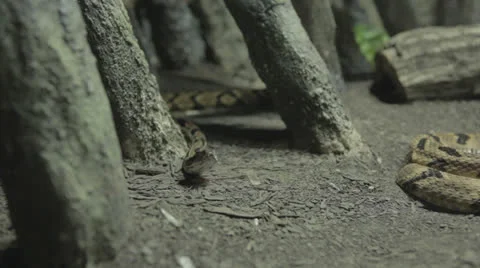Snake glides out from tree formations towards another coiled snake -alt Stock Footage 24380755