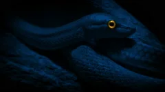 snake-glowing-eyes-night-footage-170957272_iconm.jpeg