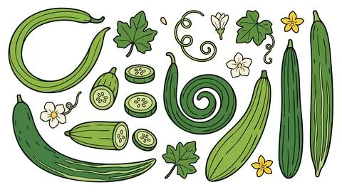 Snake Gourd Cartoon Vector Set with Flowers Leaves and Slices Stock Illustration