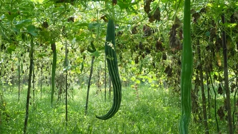 Snake gourd Stock Footage 342281620
