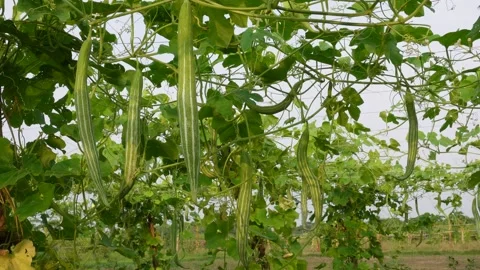 Snake gourd vines 스톡 동영상 346725333