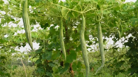 Snake gourd vines 스톡 동영상 346725372