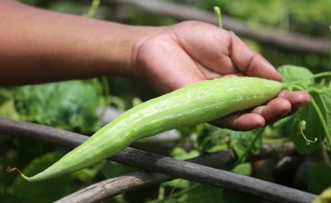 Snake gourds Stock Photos