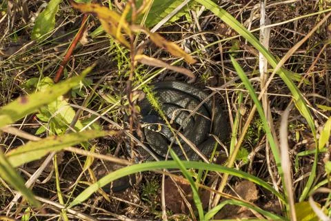 A snake in the grass is basking in the sun Foto stock