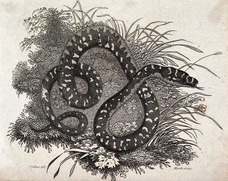 A snake in the grass. Etching by J. Heath after G. Shaw. Stock Illustration