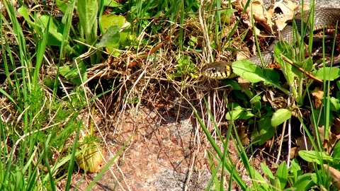 Snake in the Grass Stock Footage 88558472