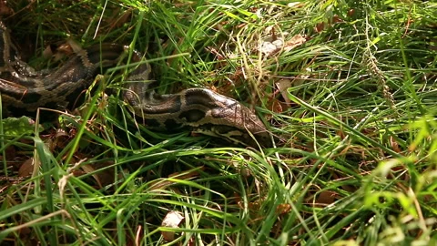 Snake in the grass Stock-Footage 139871579