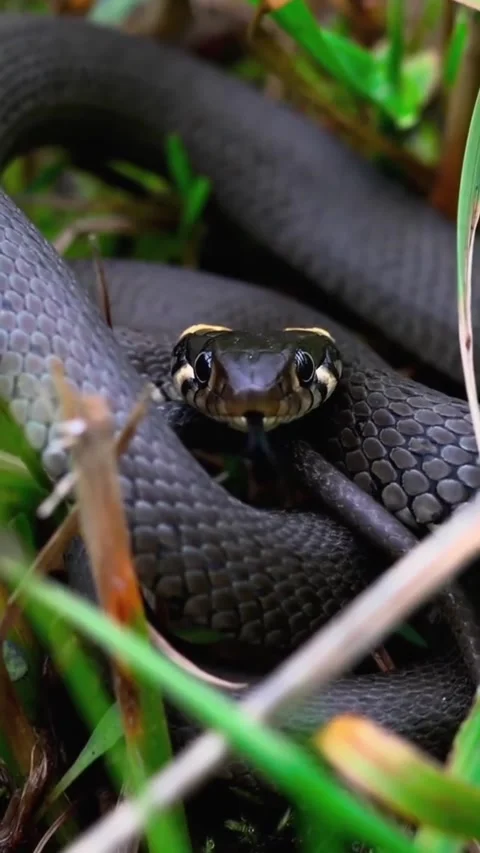 Snake in the grass Video stock 326918287