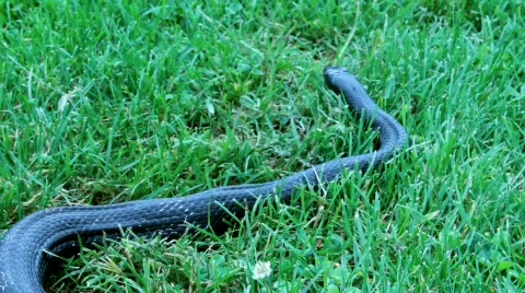 Snake in the Grass (HD) c Stock Footage 721582