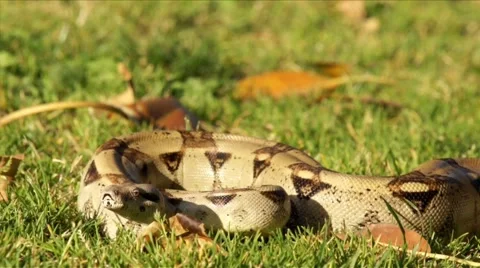 Snake in the Grass HD Stock Footage 5606245