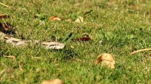 Snake in the Grass HD Stock Footage 5650936