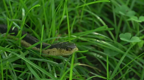 Snake in the Grass - Medium Shot 스톡 동영상 51224991