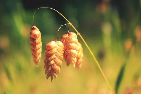 Snake grass Foto stock