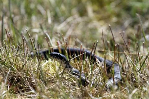 Snake on the grass Stock Photos