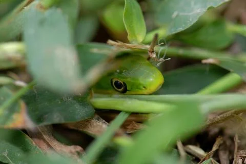 Snake In The Grass Stock Photos