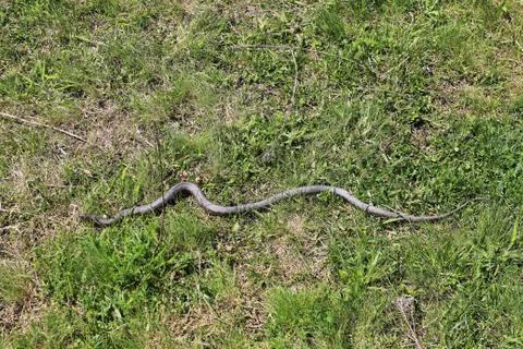 Snake in the grass Stock Photos