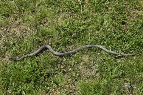Snake in the grass Stock Photos