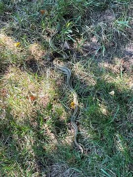 Snake in the Grass Stock Photos