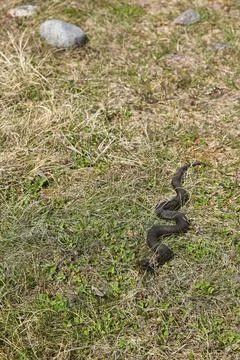 Snake on grass. Stock Photos
