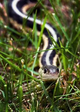 Snake in the Grass Stock-Fotos