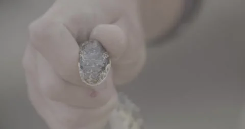 Snake, grass snake, snake in the hands of a man Stock Footage 308911941