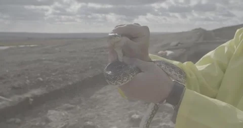 Snake, grass snake, snake in the hands of a man Stock Footage 308911942