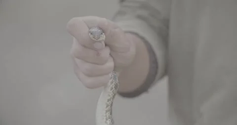 Snake, grass snake, snake in the hands of a man Stock Footage 308911943