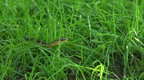 Snake in the Grass - Wide Shot 動画素材 51224756