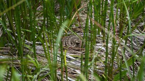 Snake in the grass in wilderness Foto stock