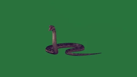 A snake on green screen and black white animated chromakey background figure Vídeo Stock 335122343