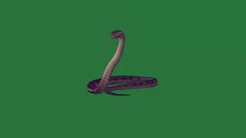 A snake on green screen and black animated chromakey background gesture Видео 335122345