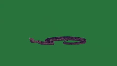 A snake on green screen and black animated chromakey background backgrounds Video stock 335122346