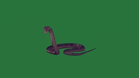 A snake on green screen and black animated chromakey background colorful Video stock 335122347