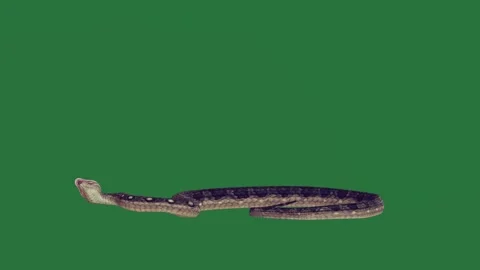 A snake on green screen and elements scene colorful gesture movement creative Video stock 335147671