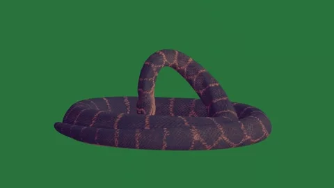 A snake on green screen and with its mouth open motion creative emotion Video stock 335147654