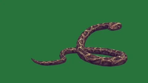 A snake on green screen and that is laying down the ground animated chromakey Видео 335122315