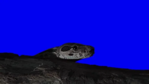 Snake Green Screen Stock Footage 83764029