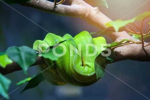 Snake of green tree python lying on tree branch / Morelia viridis - selective Stock Photos